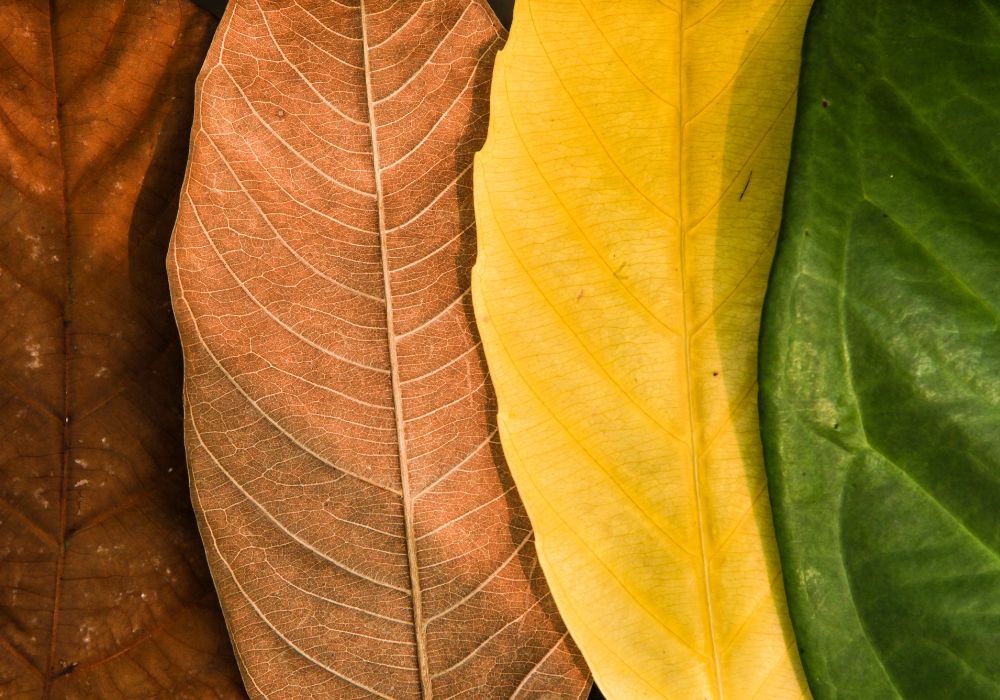 Seasonal Living Resources